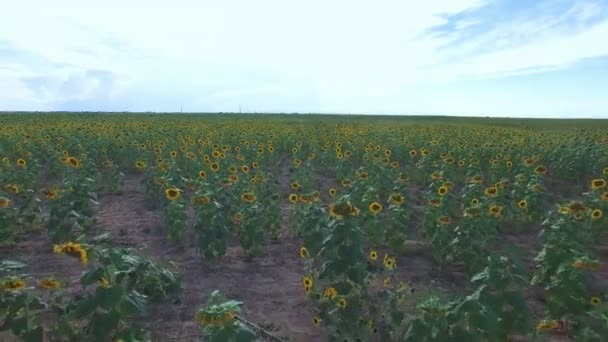 Campo de girasol vista — Vídeos de Stock