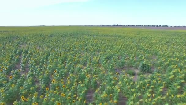 Campo de girasol vista — Vídeos de Stock