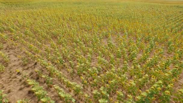 Campo de girasol vista — Vídeos de Stock