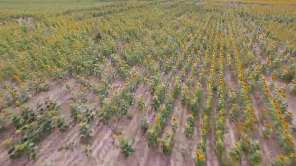 Campo de girasol vista — Vídeo de stock