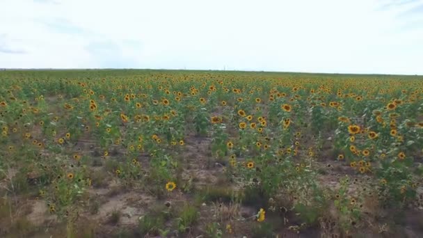Вид на подсолнечное поле — стоковое видео
