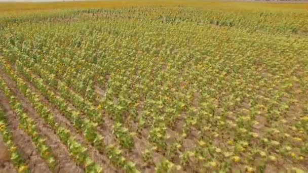 Sunflower field view — Stock Video