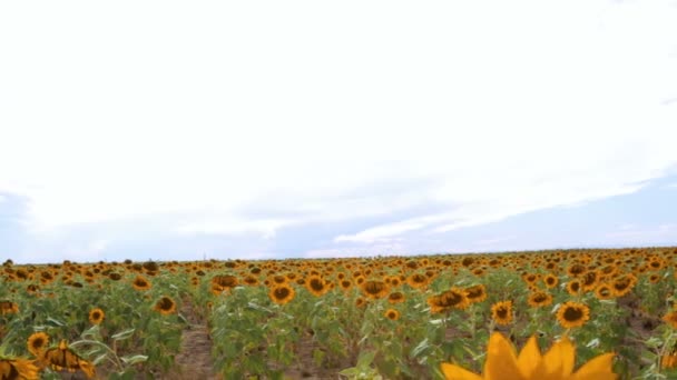 Campo de girasol vista — Vídeos de Stock