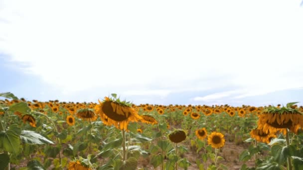 Sonnenblumenfeld Ansicht — Stockvideo