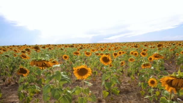 Sonnenblumenfeld Ansicht — Stockvideo