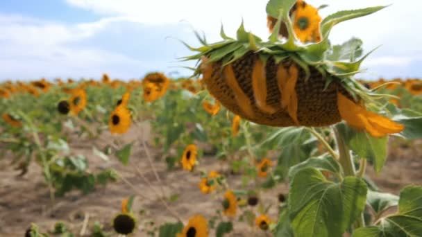 Vista campo girasole — Video Stock