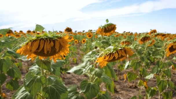 Vedere câmp floarea soarelui — Videoclip de stoc