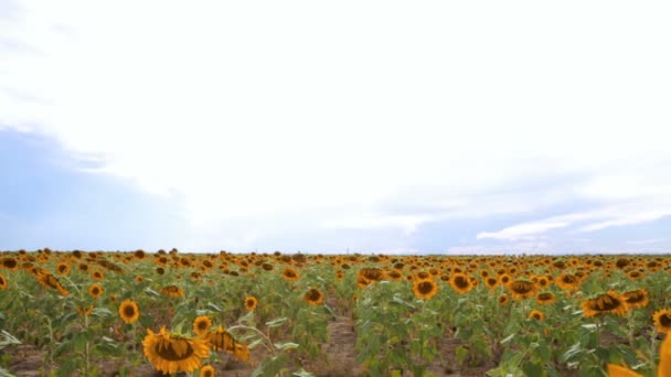 Campo de girasol vista — Vídeos de Stock