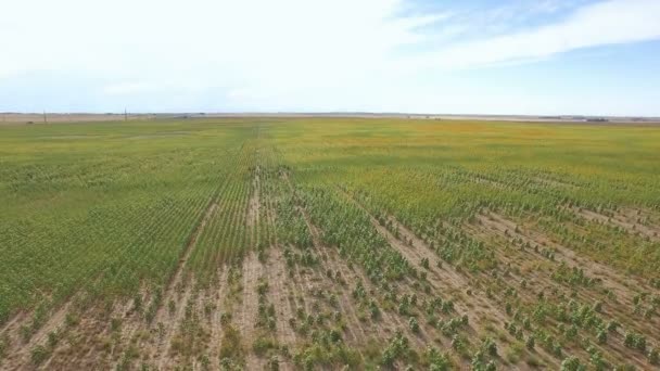 Campo de girasol vista — Vídeos de Stock