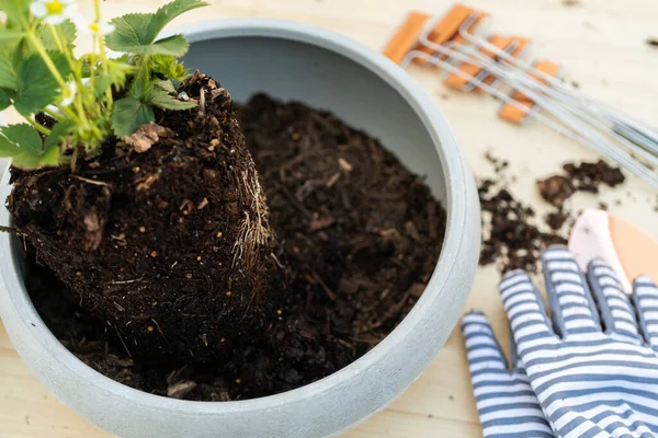 Aardbeienplant Planten Kleine Tuin Planten Pot — Stockfoto