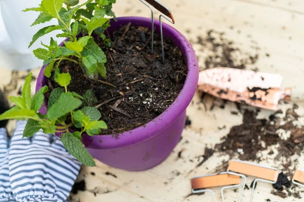 Het Planten Van Muntplant Een Kleine Plantpot — Stockfoto