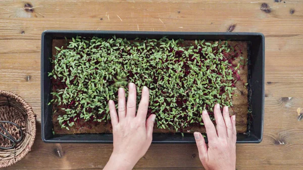 평평하게 Radish Microgreens Propagation Tray Ready Harvesting — 스톡 사진