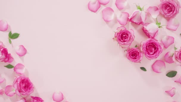 Background Petals Pink Roses — Stock Video