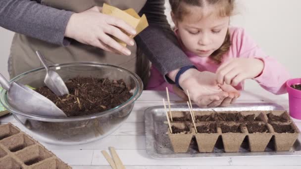Kislány Aki Segít Gyógynövénymagokat Kis Konténerekbe Ültetni Egy Magániskolai Projekthez — Stock videók