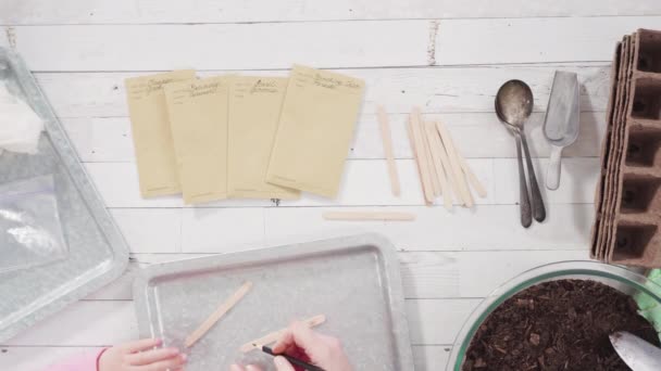 Little Girl Helping Plant Herb Seeds Small Containers Homeschool Project — Stock Video