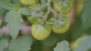 Bahçede taze yeşil domatesler  