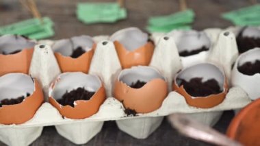 Yumurta kabuklarındaki tohumları küçük bitki etiketleriyle etiketler..