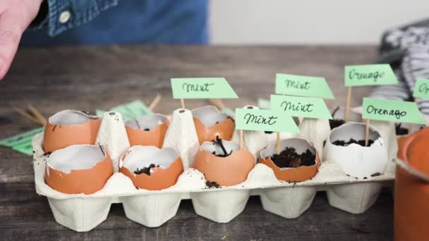 Plantings Seeds Eggshells Labeling Them Small Plant Tags — Stock Video