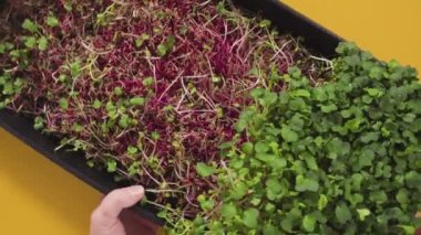 Yayılma tepsisindeki turp mikroçerezleri hasat için hazır..