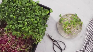 Yayılma tepsisindeki turp mikroçerezleri hasat için hazır..