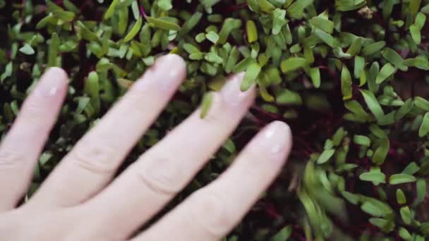 Microgreens Rábano Bandeja Propagación Listos Para Cosechar — Vídeo de stock