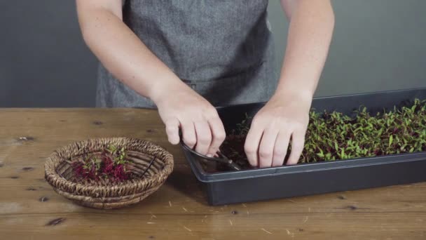 Microgreens Rábano Bandeja Propagación Listos Para Cosechar — Vídeo de stock