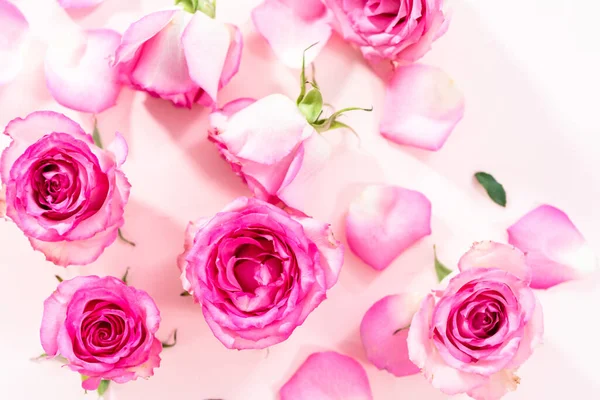 Roze Rozen Rozenblaadjes Een Roze Achtergrond — Stockfoto