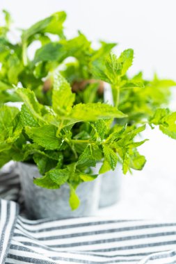 Mermer bir arka planda organik bahçeden taze nane..