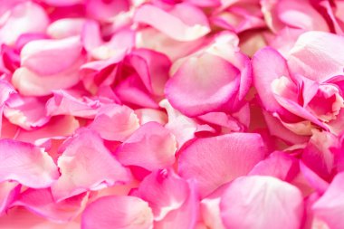 Düz yatıyordu. Pembe güllerin yapraklarının arka planı.