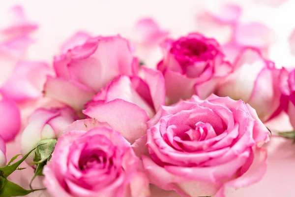 Pink Roses Rose Petals Pink Background — Stock Photo, Image