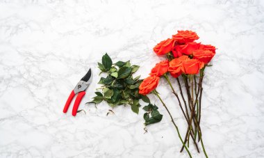 Düz yatıyordu. Çiçek buketleri düzenlemek için küçük makasla kırmızı güller buduyor..