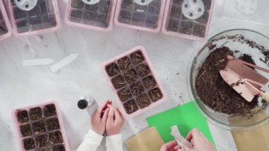 Küçük kız bir okul projesi için bitki tohumlarını küçük kaplara ekmeye yardım ediyor..