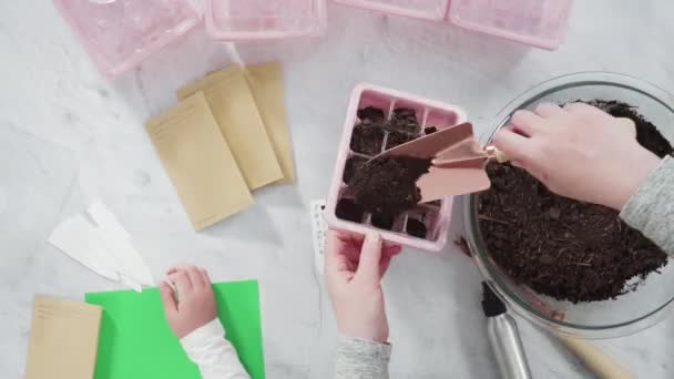 小さな容器にハーブの種を植えるのを手伝っている少女ホームスクールプロジェクトのために — ストック動画