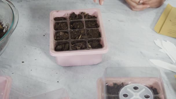 Niña Ayudando Plantar Semillas Hierbas Recipientes Pequeños Para Proyecto Escuela — Vídeos de Stock
