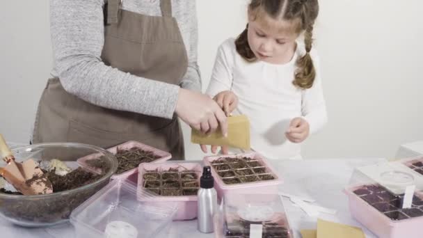 Mała Dziewczynka Pomaga Sadzić Zioła Małych Pojemnikach Domowy Projekt Szkolny — Wideo stockowe