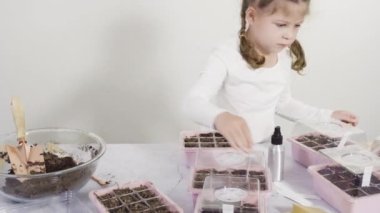 Küçük kız bir okul projesi için bitki tohumlarını küçük kaplara ekmeye yardım ediyor..