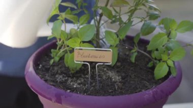 İlkbaharın sonlarında saksılara çiçek ekiyorum..