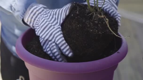 Plantando Flores Pequenos Potes Plantio Final Primavera — Vídeo de Stock