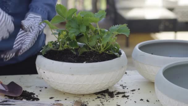 Plantera Blommor Små Planteringskrukor Slutet Våren — Stockvideo