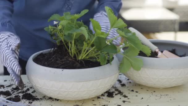 Plantación Flores Macetas Pequeñas Finales Primavera — Vídeos de Stock