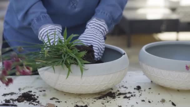 Plantando Flores Pequenos Potes Plantio Final Primavera — Vídeo de Stock