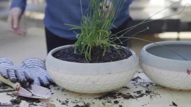 Plantera Blommor Små Planteringskrukor Slutet Våren — Stockvideo