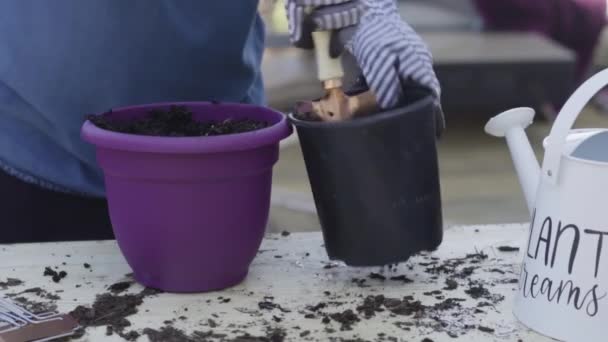 Plantando Flores Pequenos Potes Plantio Final Primavera — Vídeo de Stock