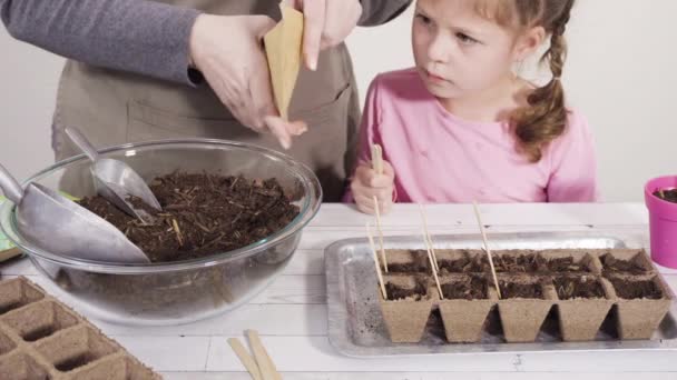Liten Flicka Som Hjälper Till Att Plantera Örtfrön Små Behållare — Stockvideo
