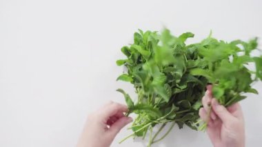 Beyaz arka planda organik bahçeden taze nane..