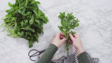 Beyaz arka planda organik bahçeden taze nane..