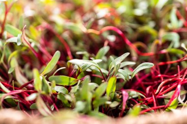 Mor saplı turp mikroçerezleri ve sepette yeşil yapraklar.