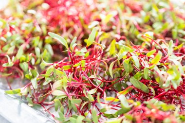 Mor saplı turp mikroçim ve metal tepside yeşil yapraklar..