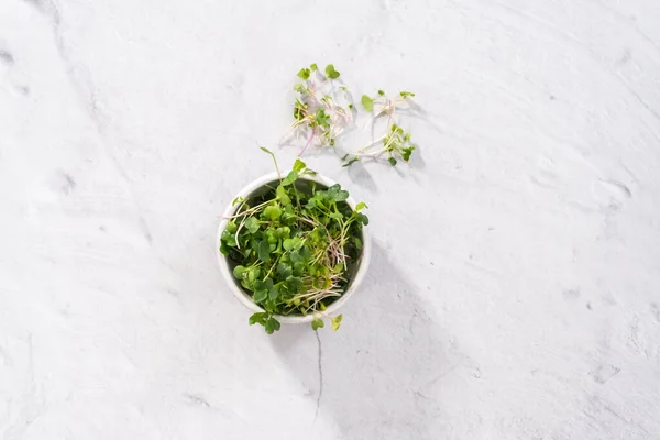 Flat Lay Freshly Harvested Radish Microgreens Bowl — Stock Photo, Image