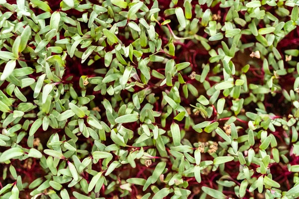 Rettich Mikrogemüse Mit Violetten Stängeln Und Grünen Blättern Der Wachsenden — Stockfoto